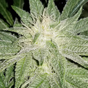 Week-by-week guide: Flowering stages of cannabis plants